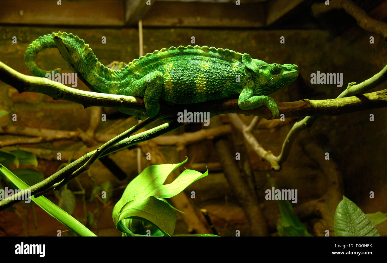 Meller camaleonte gigante o uno-cornuto (Camaleonte Chamaeleo melleri), lo zoo di Bristol, Inghilterra, Regno Unito, Europa Foto Stock