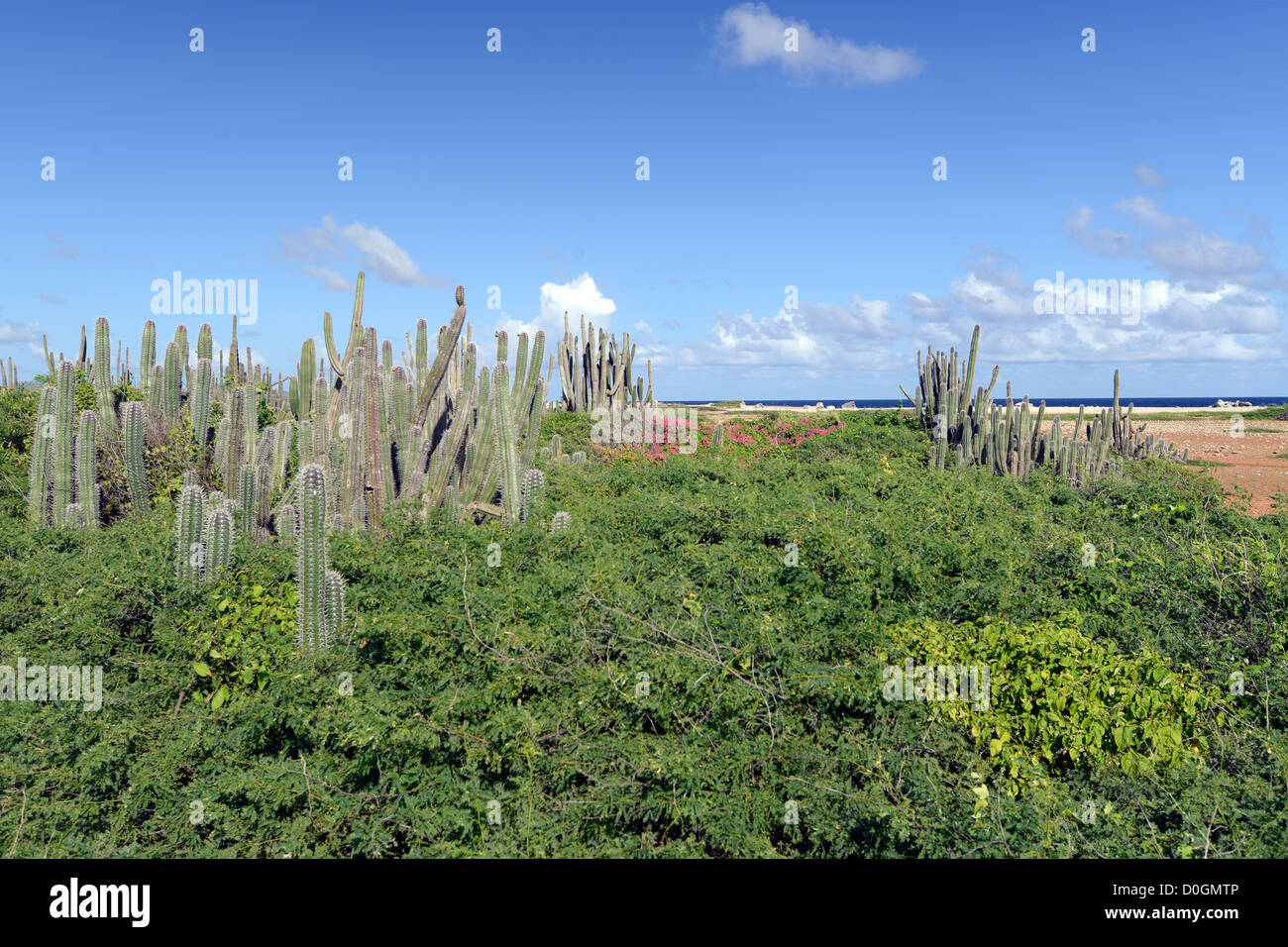 Tipico paesaggio Bonaire, Antille Olandesi, Mar dei Caraibi Foto Stock