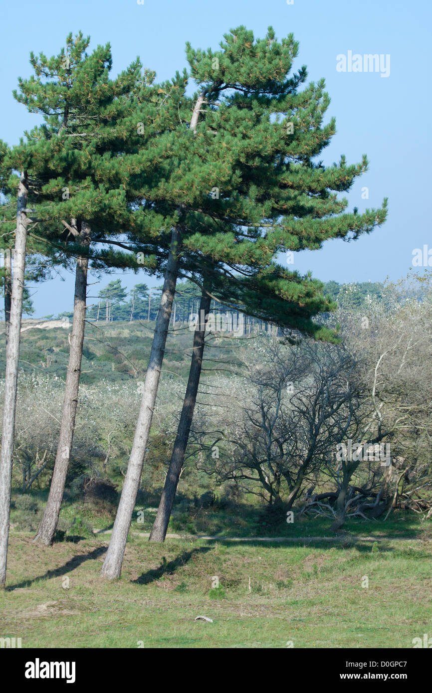 Alberi di pino in olandese di dune da cieli blu Foto Stock