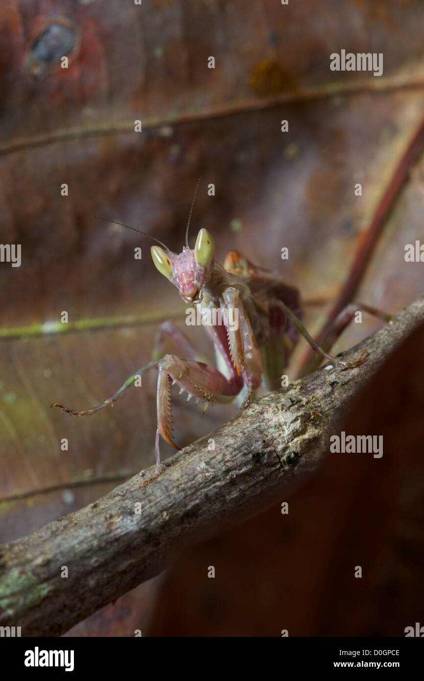 Ninfa di Creobroter sp. Mantis nel Parco Nazionale di Khao Yai, Thailandia. Foto Stock