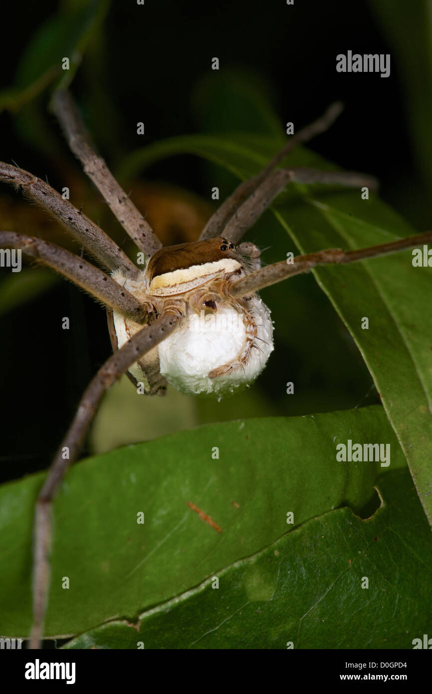 Dolomedes sp, vivaio spider web della famiglia Pisauridae. Foto Stock