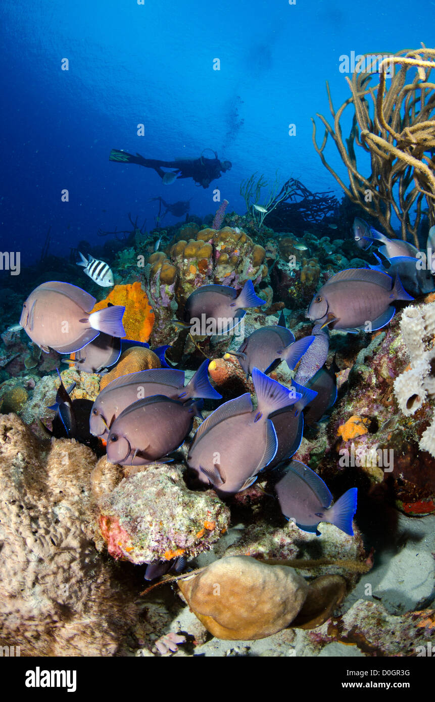 La scolarizzazione codolo blu pesce chirurgo, Bonaire, Antille Olandesi, Mar dei Caraibi Foto Stock