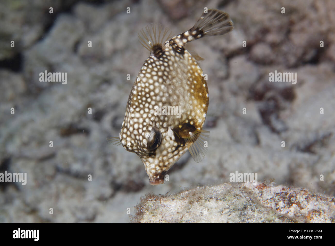 Trunkfish nel Mar dei Caraibi intorno a Bonaire. Foto V.D. Foto Stock