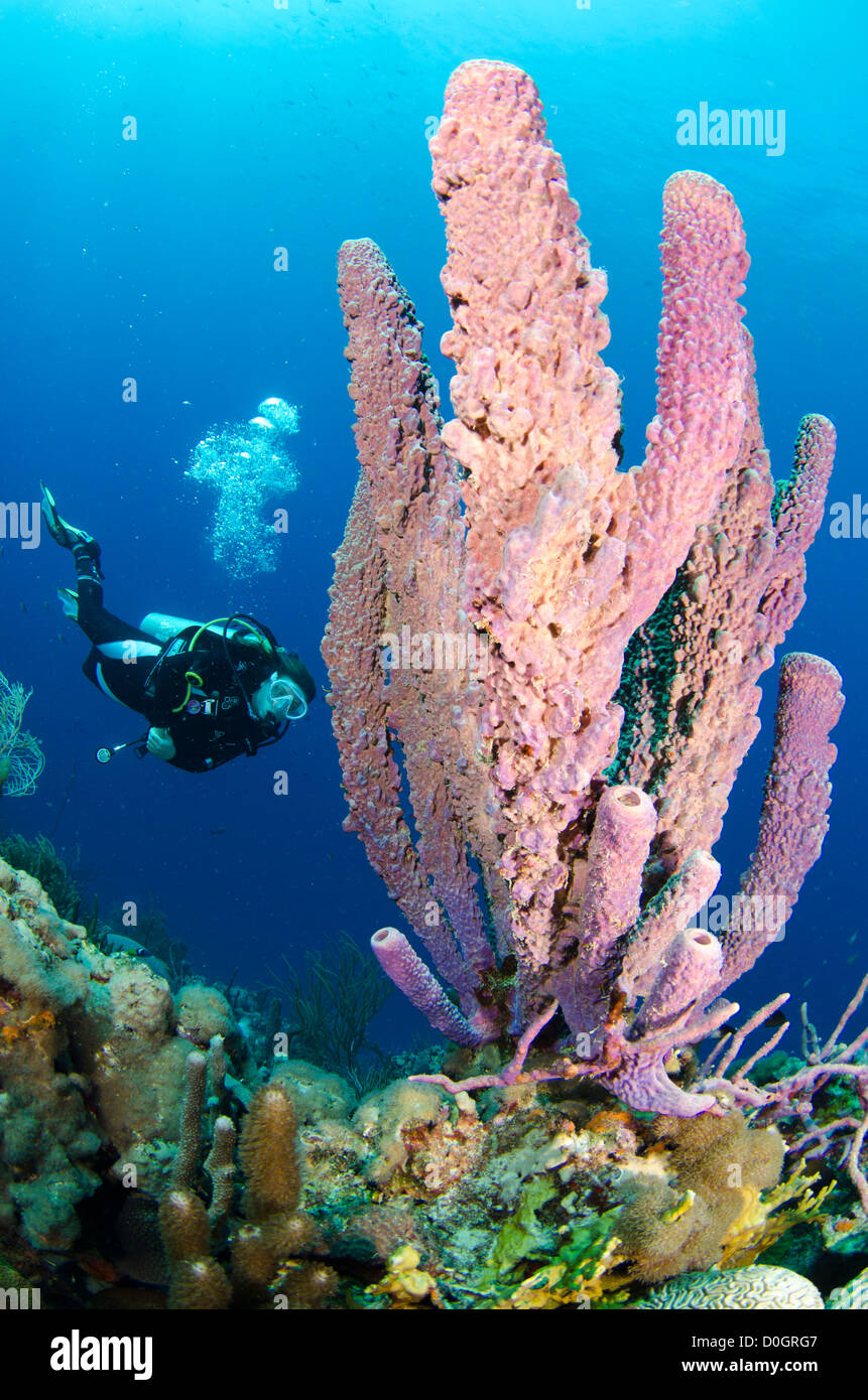 Bonaire, Antille olandesi, Caraibi Foto Stock