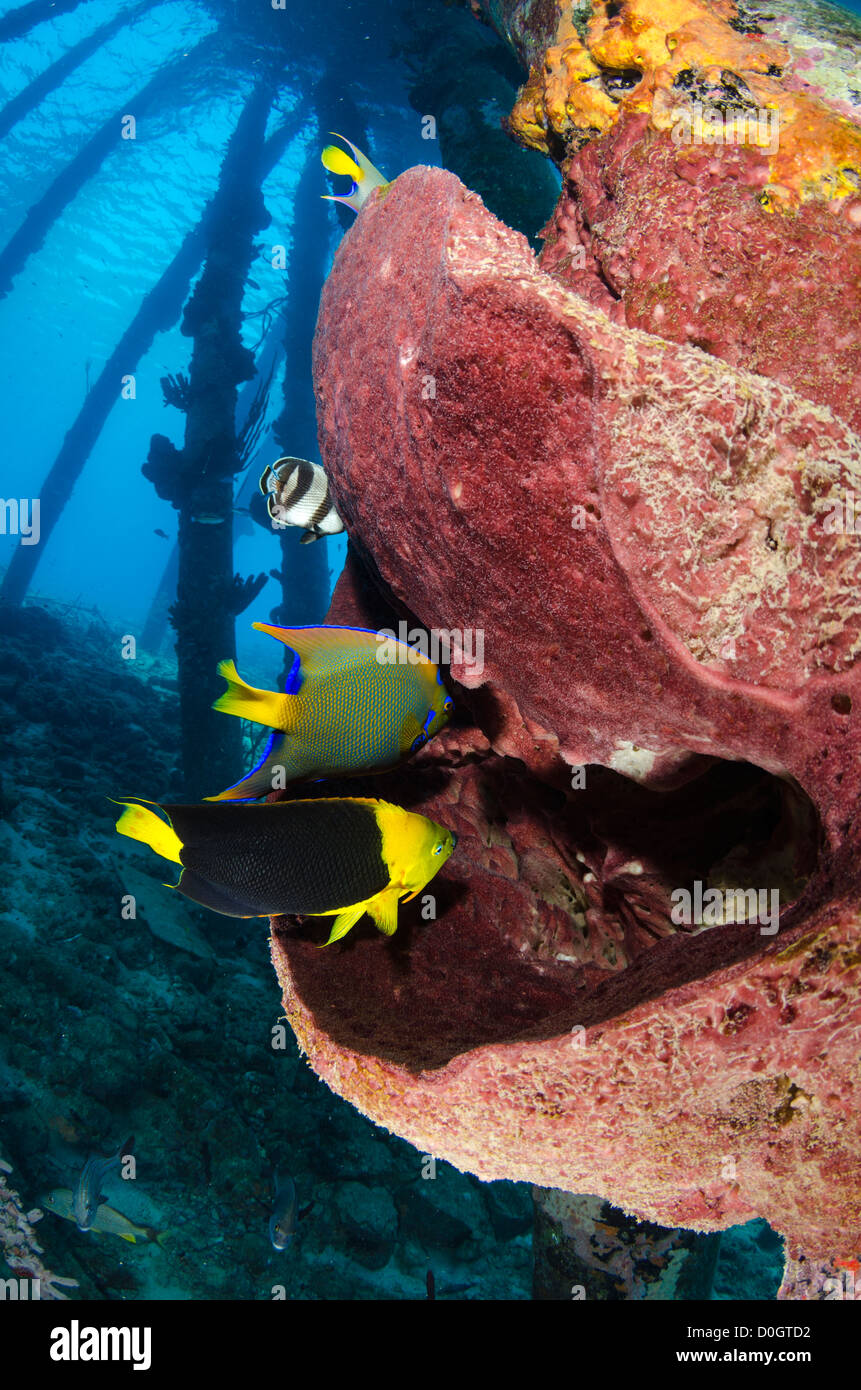 Regina Angelfish (Holocanthus ciliarisi), Rock bellezza (Holacanthus tricolore), Bonaire, Antille olandesi, Caraibi Foto Stock