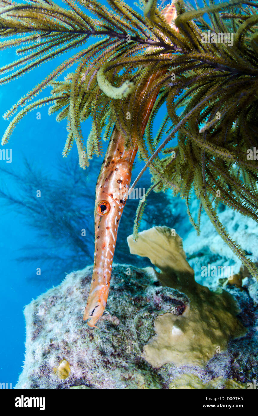 La tromba di pesce, Bonaire, Antille olandesi, Caraibi Foto Stock