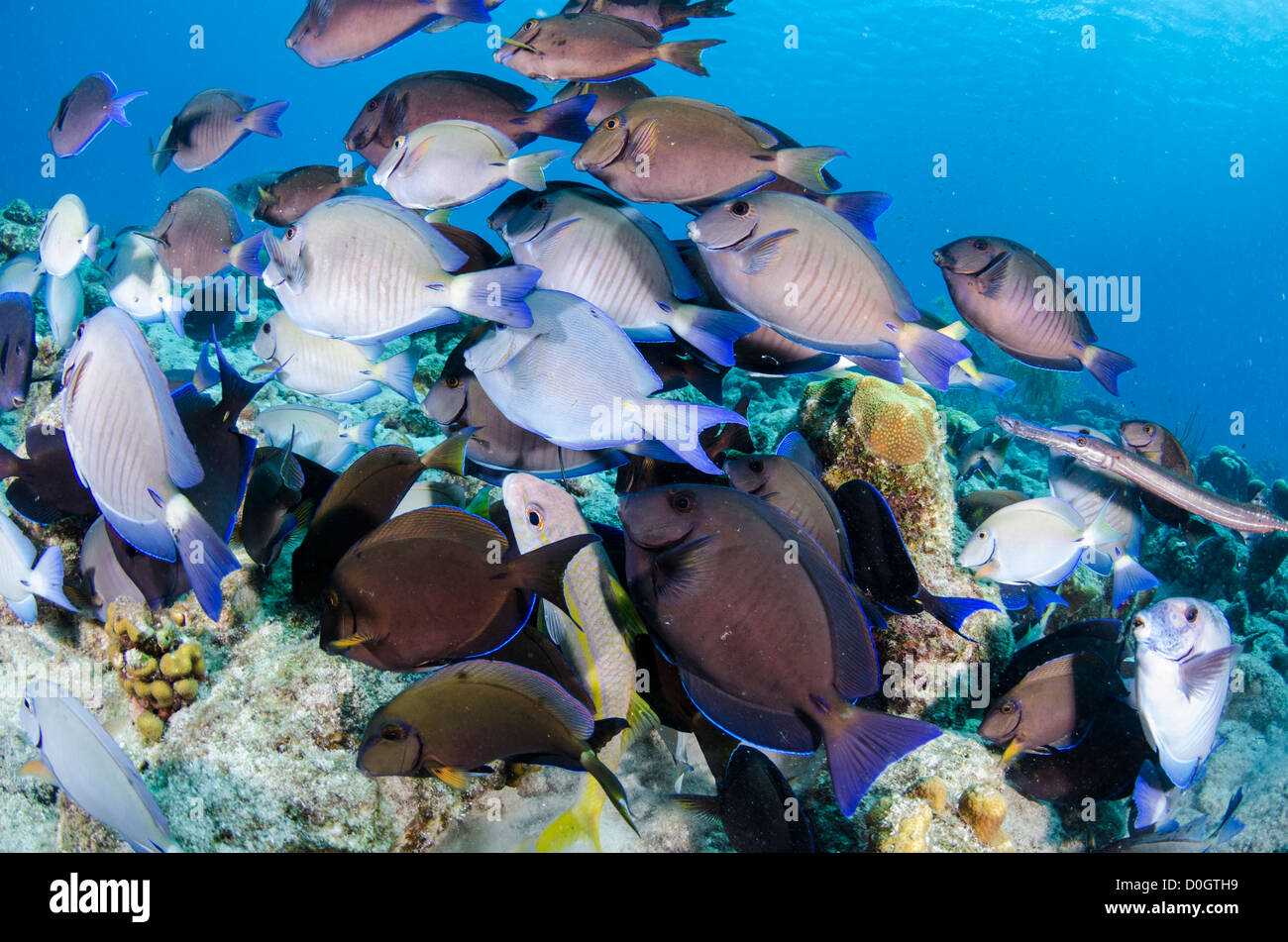 La scolarizzazione codolo blu pesce chirurgo, Bonaire, Antille Olandesi, Mar dei Caraibi Foto Stock