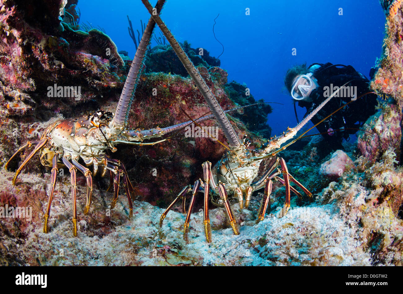 Caraibi aragosta, Bonaire, Antille Olandesi, Mar dei Caraibi Foto Stock