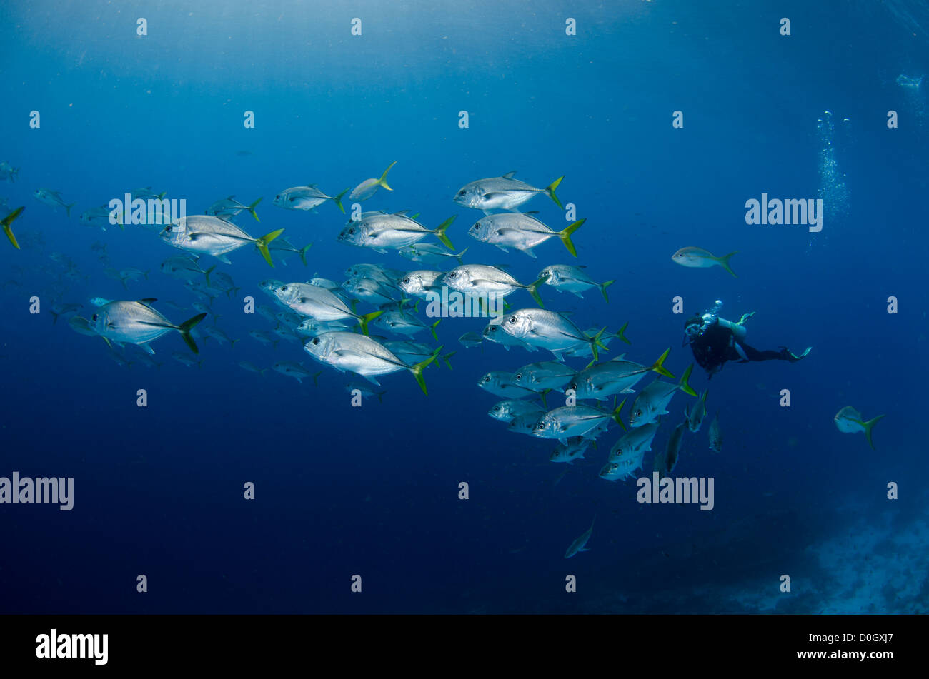 La scolarizzazione di cavallo-eye jackfish, carangidi, Bonaire, Antille Olandesi, Mar dei Caraibi Foto Stock