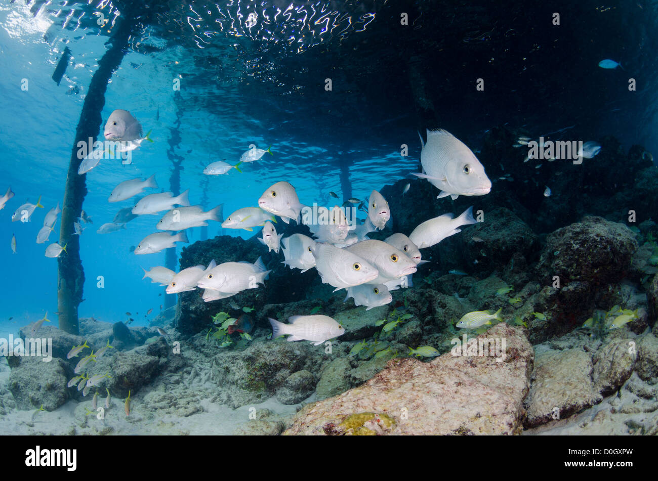 La scolarizzazione grigio lutiani, Bonaire, Antille Olandesi, Mar dei Caraibi Foto Stock