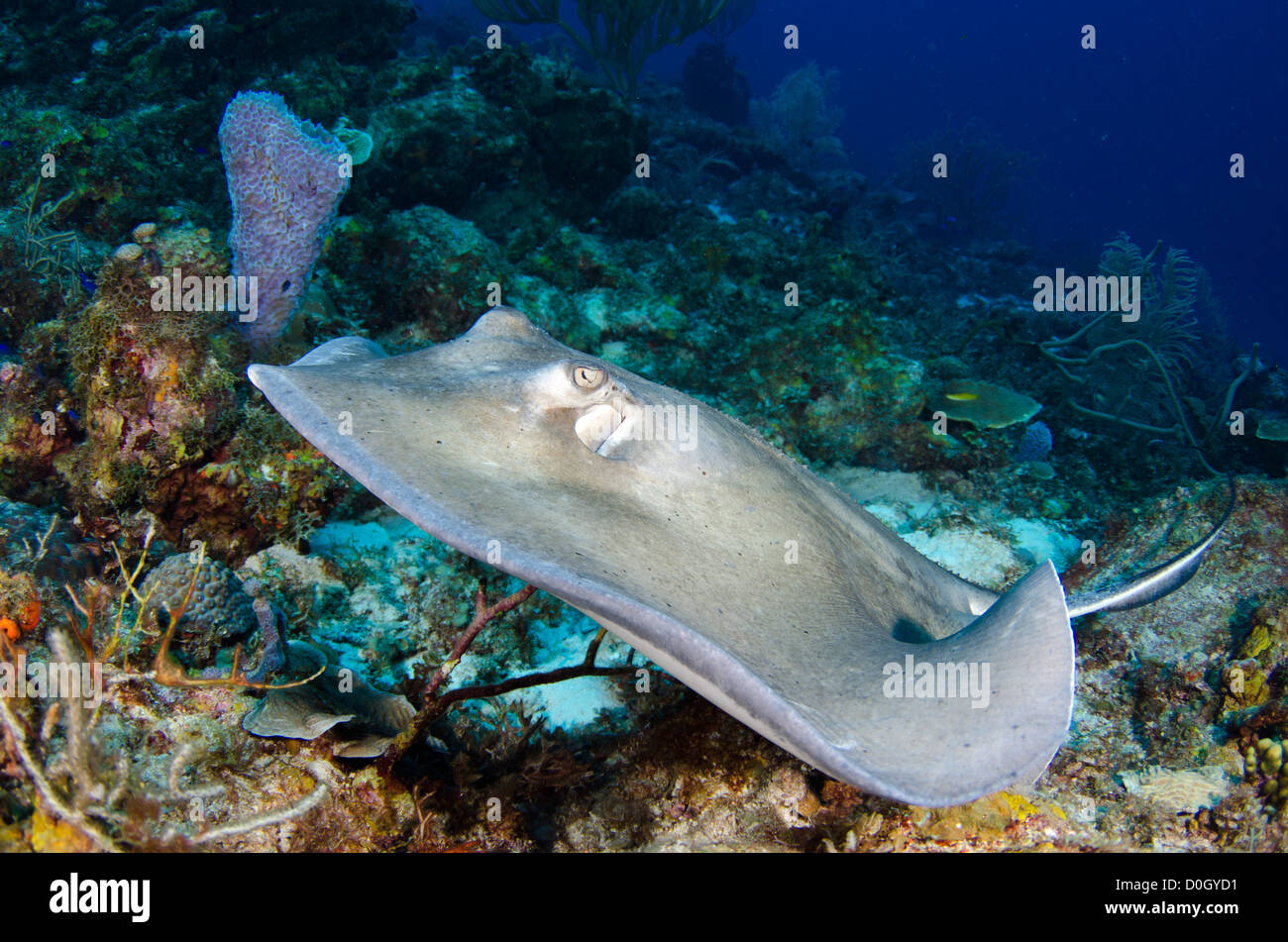 Stingray, Bonaire, Antille Olandesi, Mar dei Caraibi Foto Stock