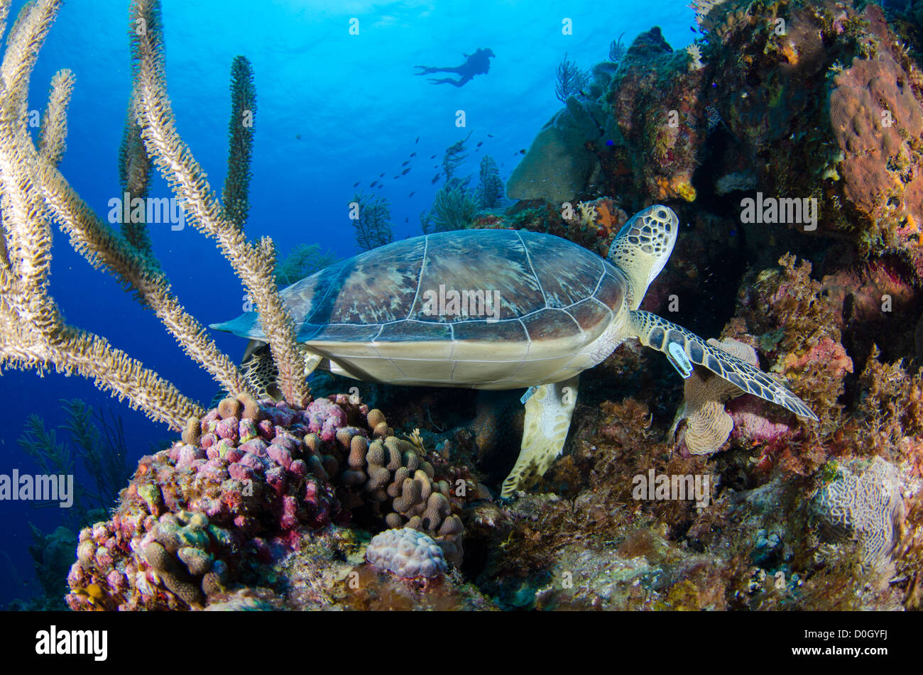 Tartaruga Verde, Bonaire, Antille Olandesi, Mar dei Caraibi Foto Stock
