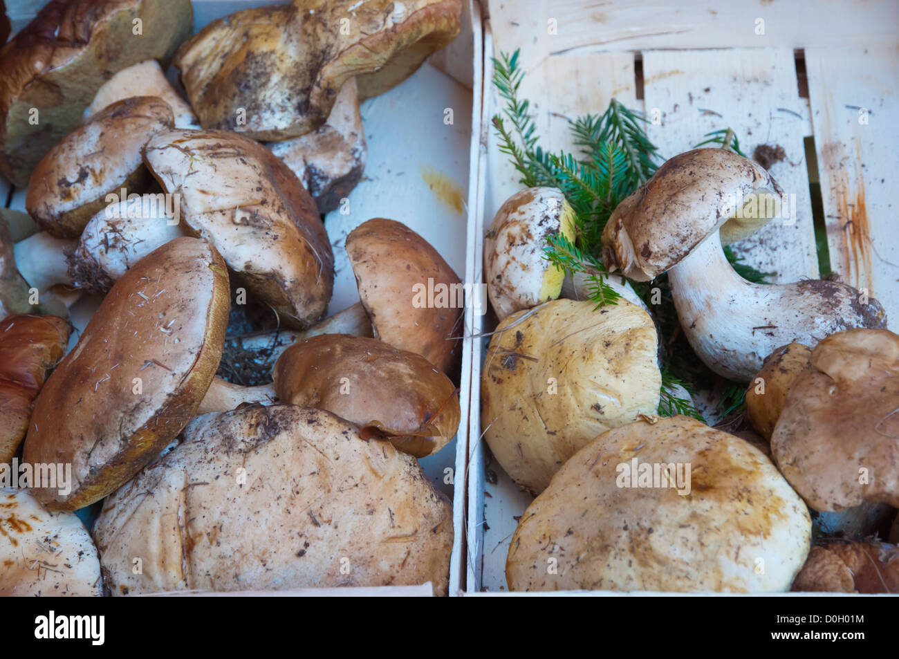 I funghi in autunno per la vendita sul mercato a Piazza Piazza Prampolini Reggio Emilia città regione Emilia Romagna Italia del nord Europa Foto Stock