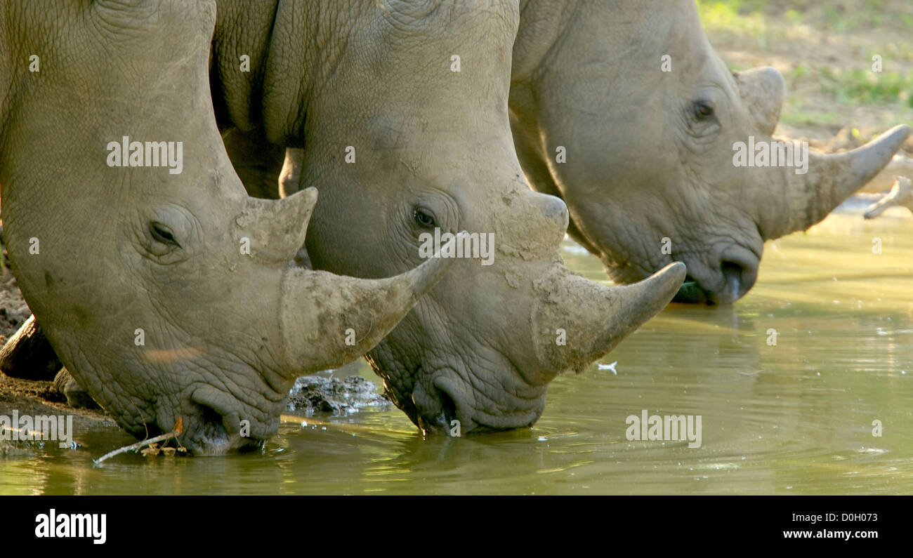 Rhino's potabile e wallowing a waterhole nel caldo sole del pomeriggio Foto Stock