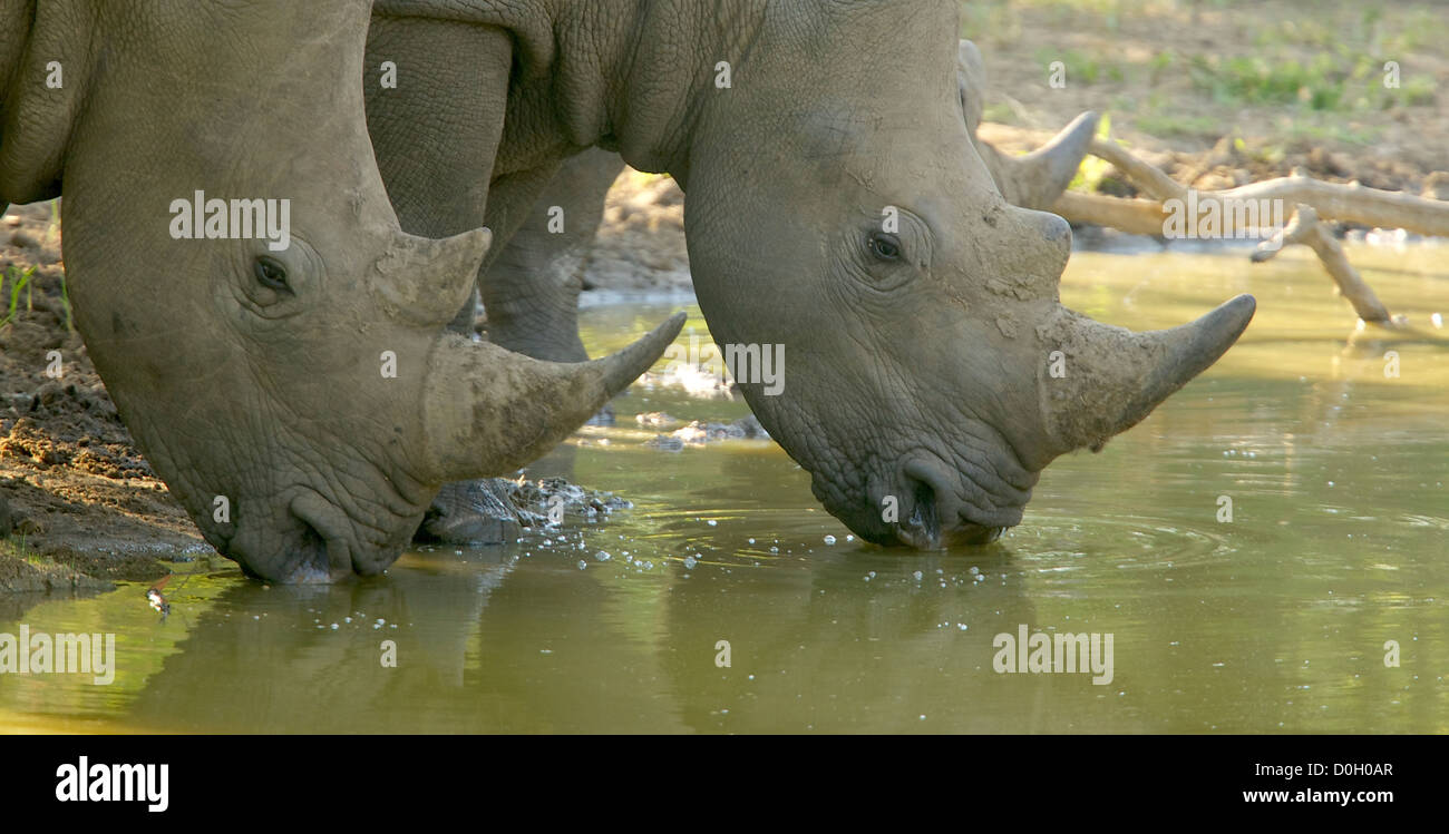 Rhino's potabile e wallowing a waterhole nel caldo sole del pomeriggio Foto Stock