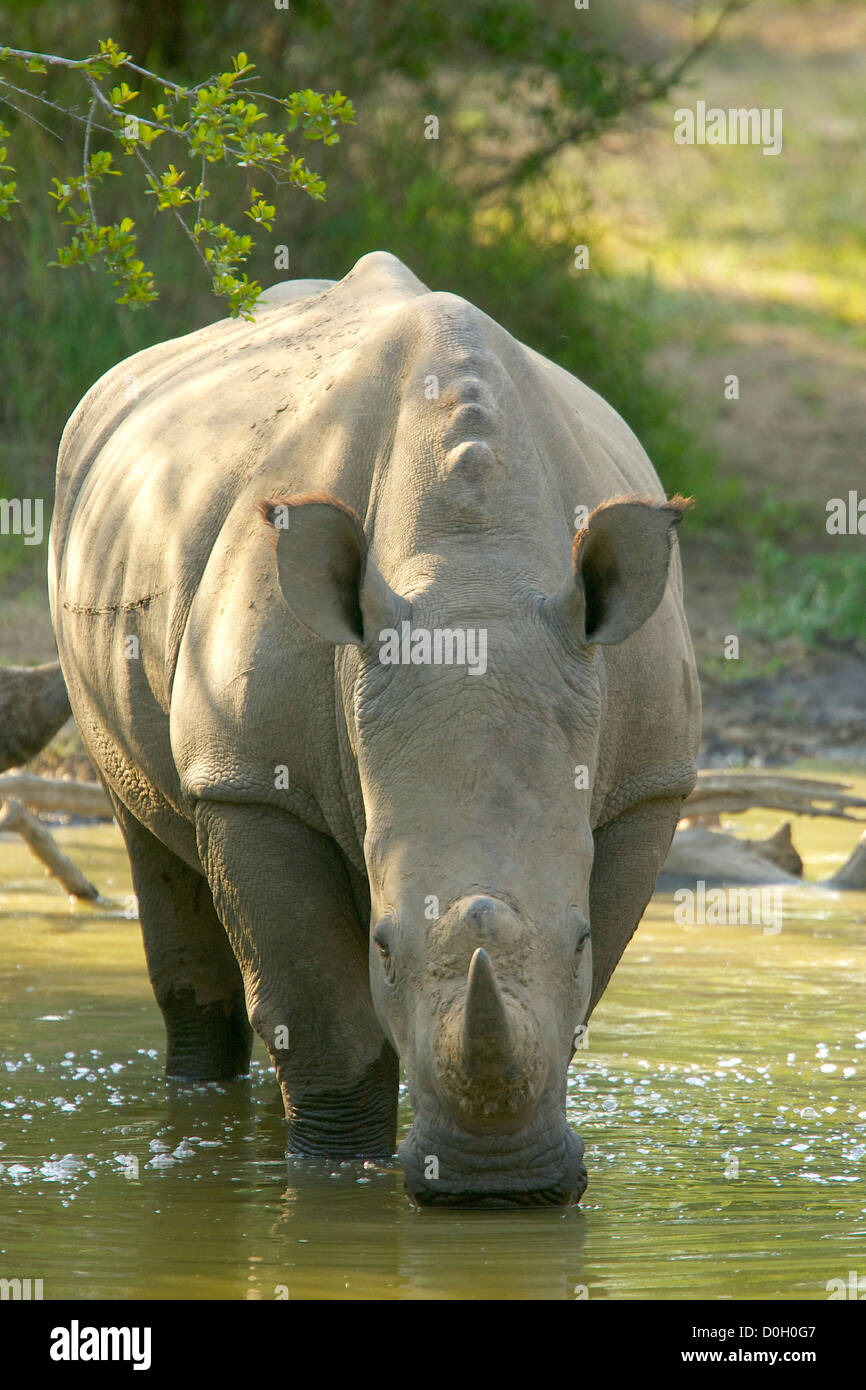 Rhino's potabile e wallowing a waterhole nel caldo sole del pomeriggio Foto Stock
