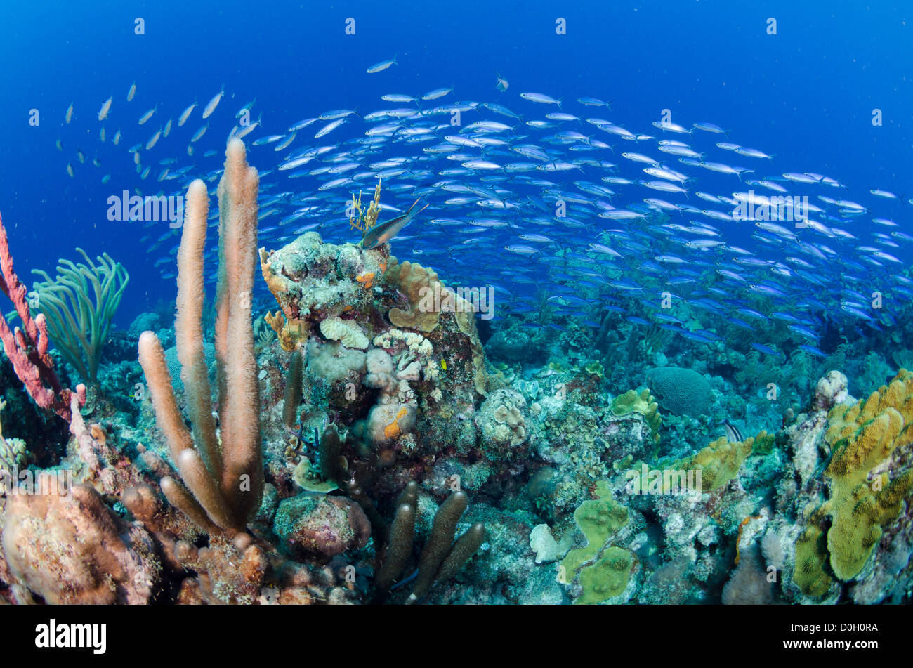 La scolarizzazione pesci di scogliera, Bonaire, Antille Olandesi, Mar dei Caraibi Foto Stock