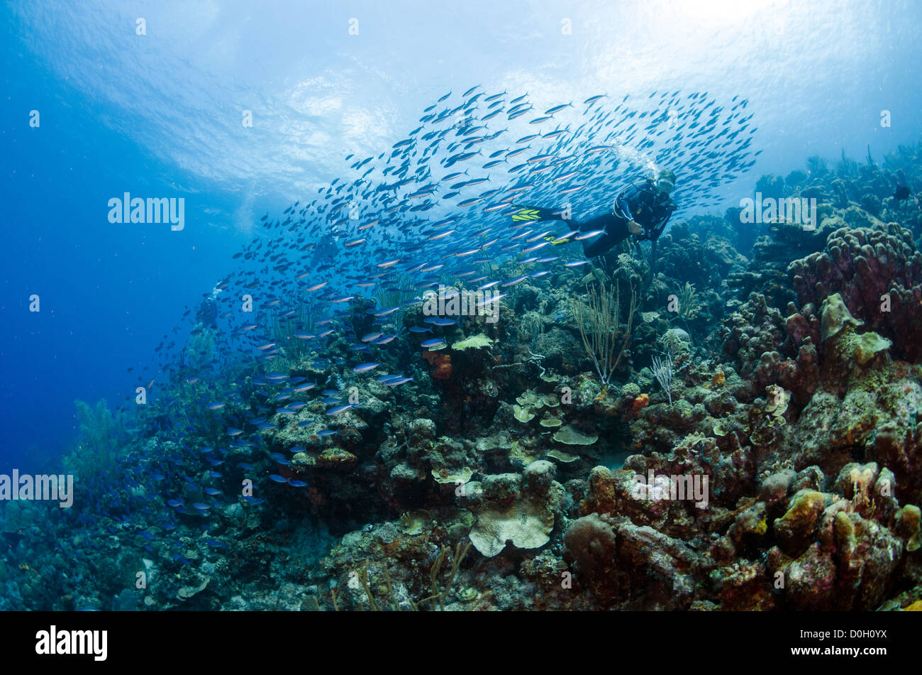 La scolarizzazione pesci di scogliera, Bonaire, Antille Olandesi, Mar dei Caraibi Foto Stock