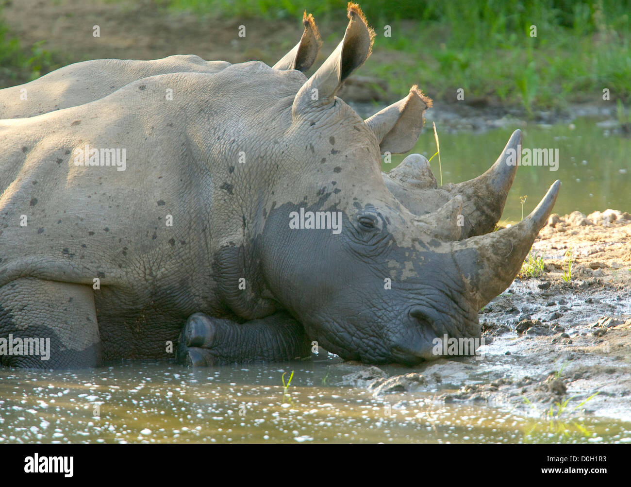 Rhino's potabile e wallowing a waterhole nel caldo sole del pomeriggio Foto Stock
