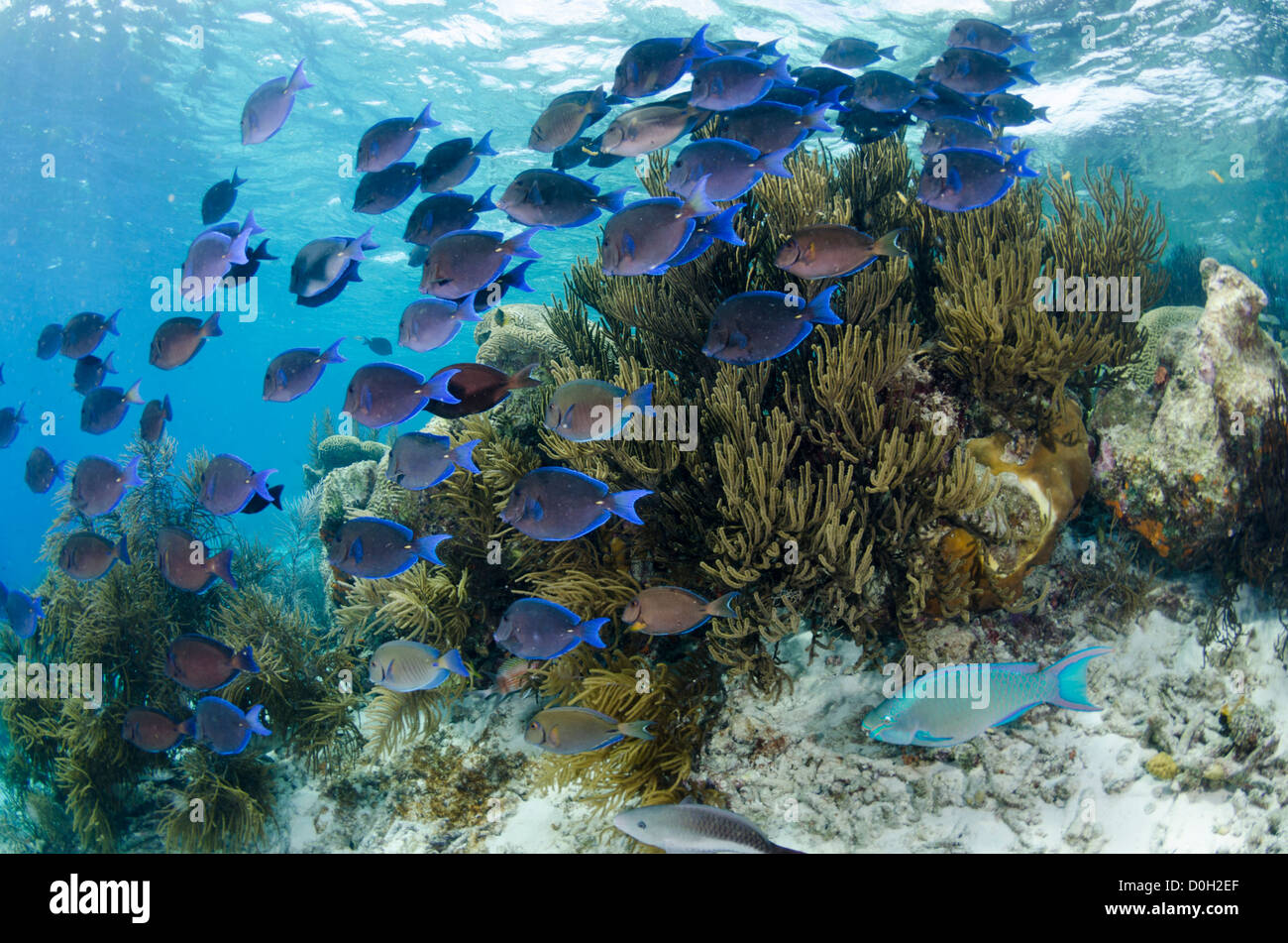 La scuola blu surgeonfish tang, Bonaire, Antille Olandesi, Mar dei Caraibi Foto Stock