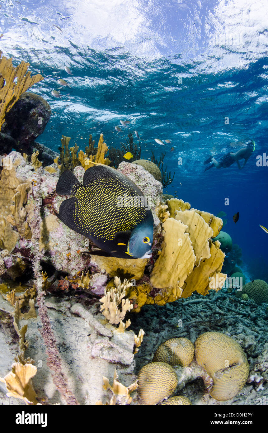 Shallow Coral reef, Bonaire, Antille olandesi, Caraibi Foto Stock
