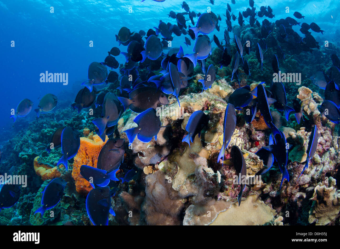 La scuola blu surgeonfish tang, Bonaire, Antille Olandesi, Mar dei Caraibi Foto Stock