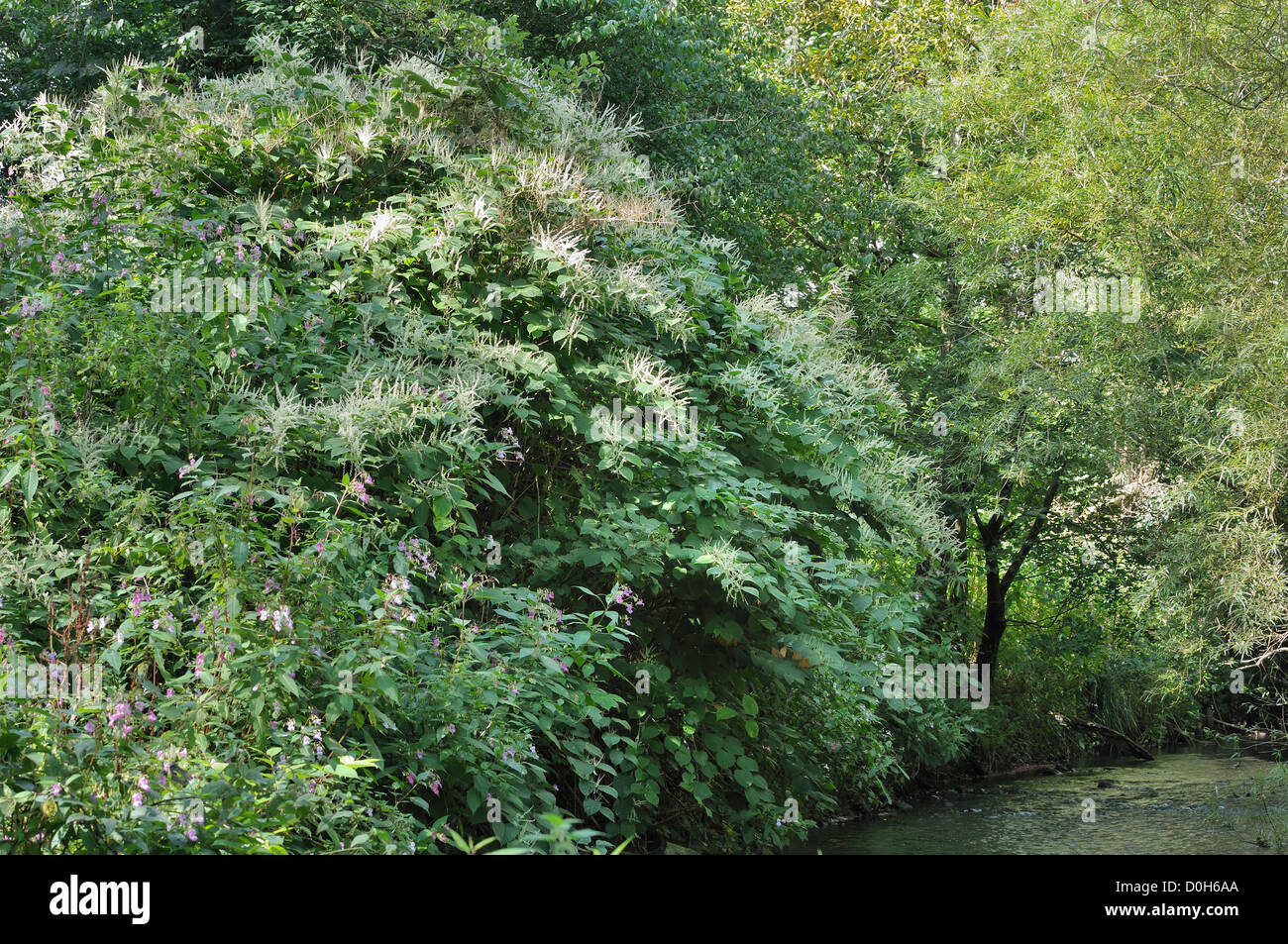 Knotweed giapponese - Fallopia japonica con balsamo himalayano - Impatiens glandulifera Foto Stock