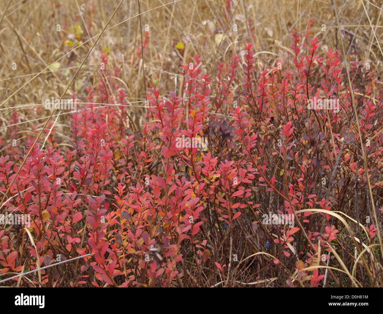 Cespugli di mirtilli in autunno colori / Heidelbeersträucher in Herbstfarben Foto Stock
