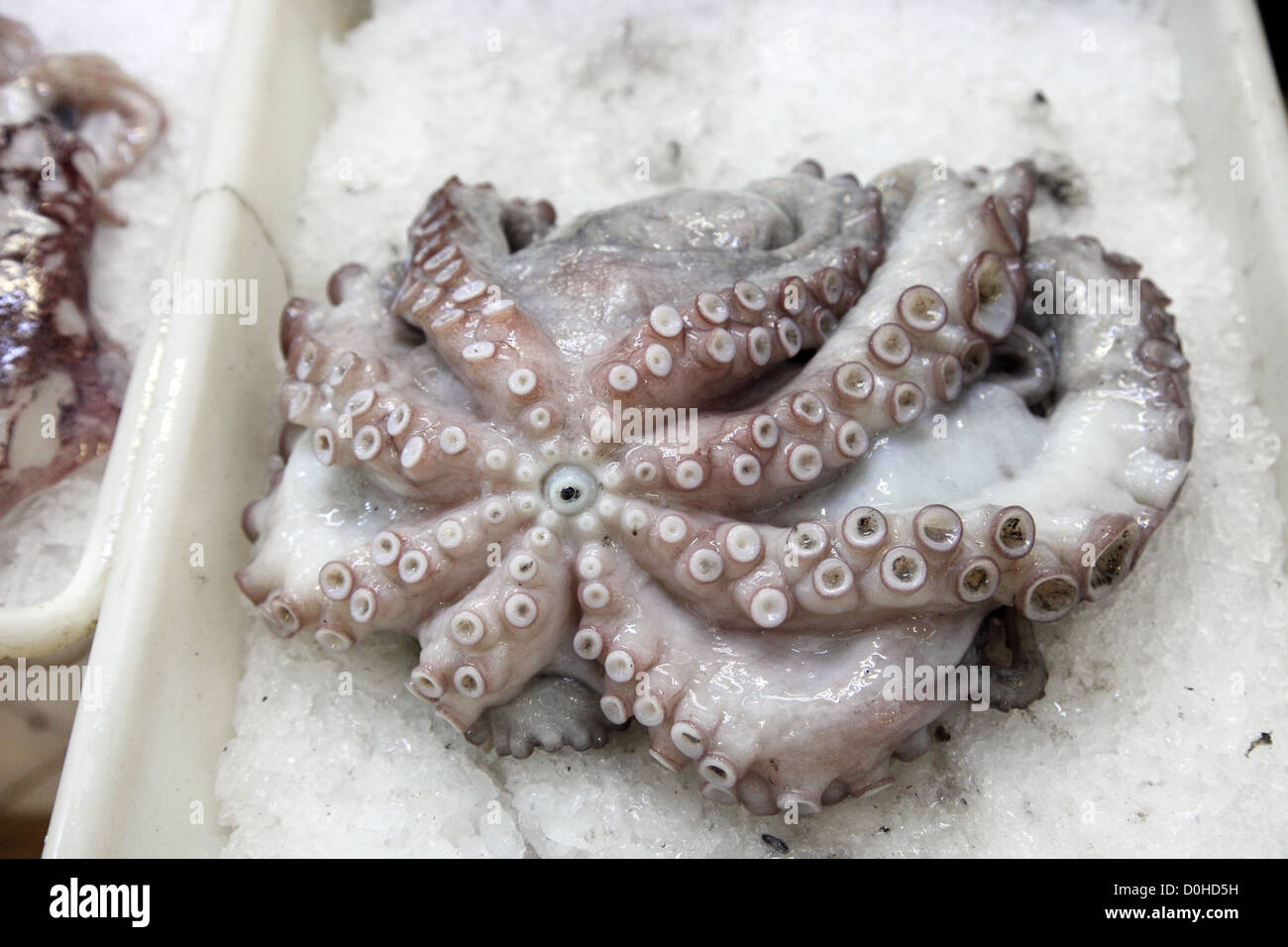 Il polpo in vendita su un mercato del pesce a Venezia di molluschi  cefalopodi Foto stock - Alamy
