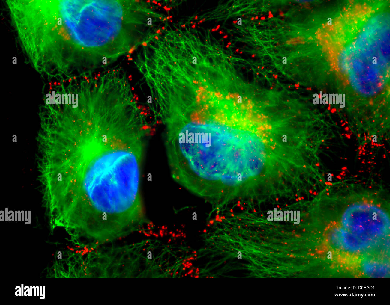 Cella di misteriose volte, vista microscopico Foto Stock