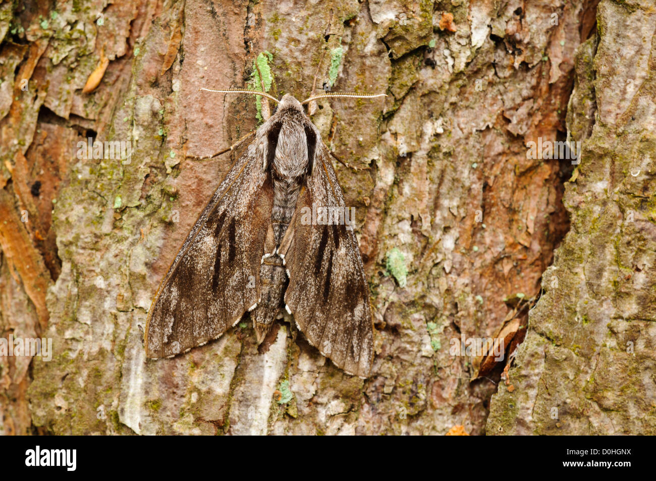 Un pino adulto hawk-moth (Hyloicus pinastri) mimetizzata sulla corteccia di un albero di pino a Thursley comune. Foto Stock