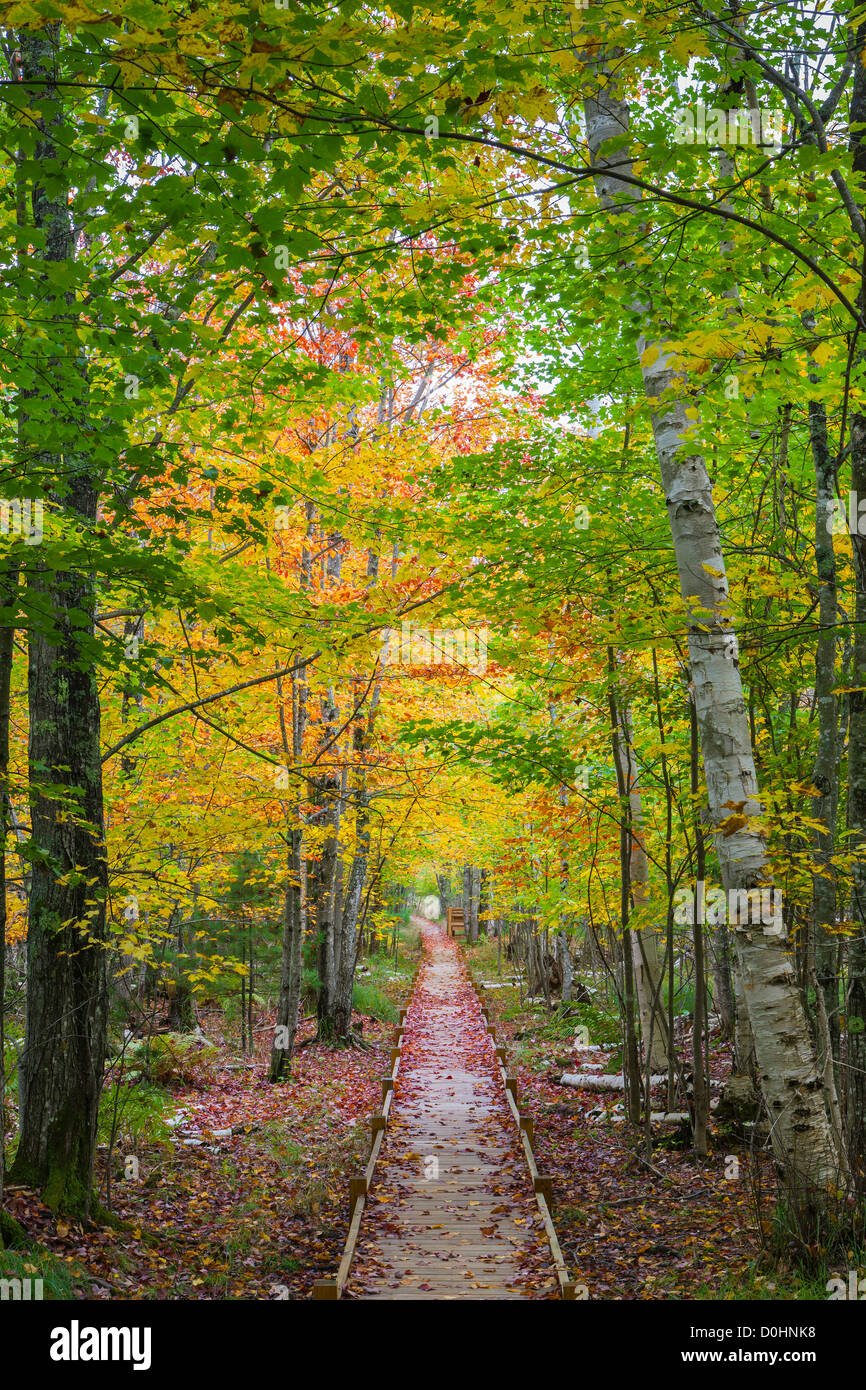 Colori autunnali in Acadia N.P, Maine. Foto Stock