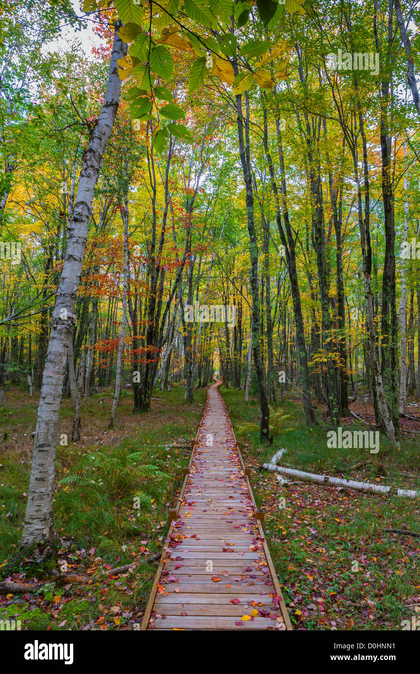 Colori autunnali in Acadia N.P, Maine. Foto Stock