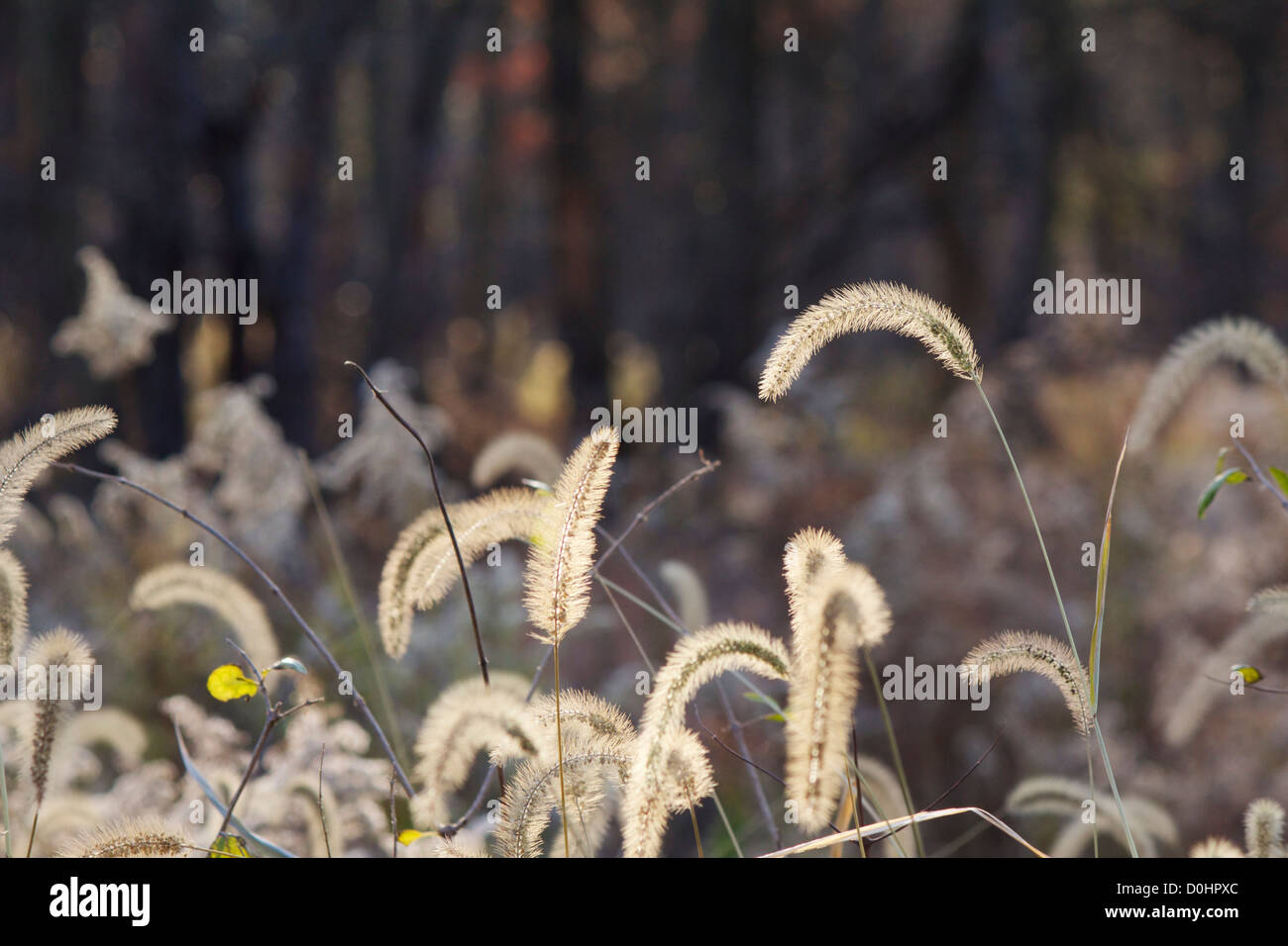 Coda di volpe erba in autunno. Salt Creek Nature Preserve, Illinois Foto Stock