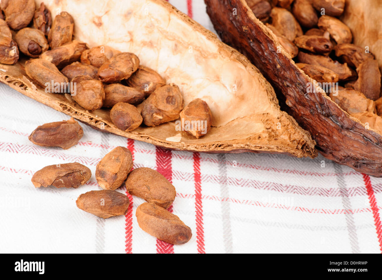 Frutto di cacao con fagioli non cicatrizzate Foto Stock
