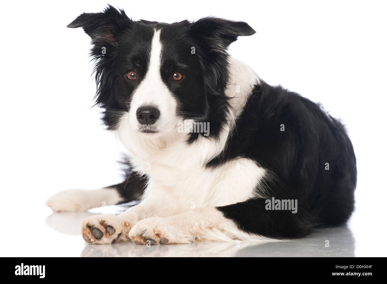 Border Collie cane isolato Foto Stock