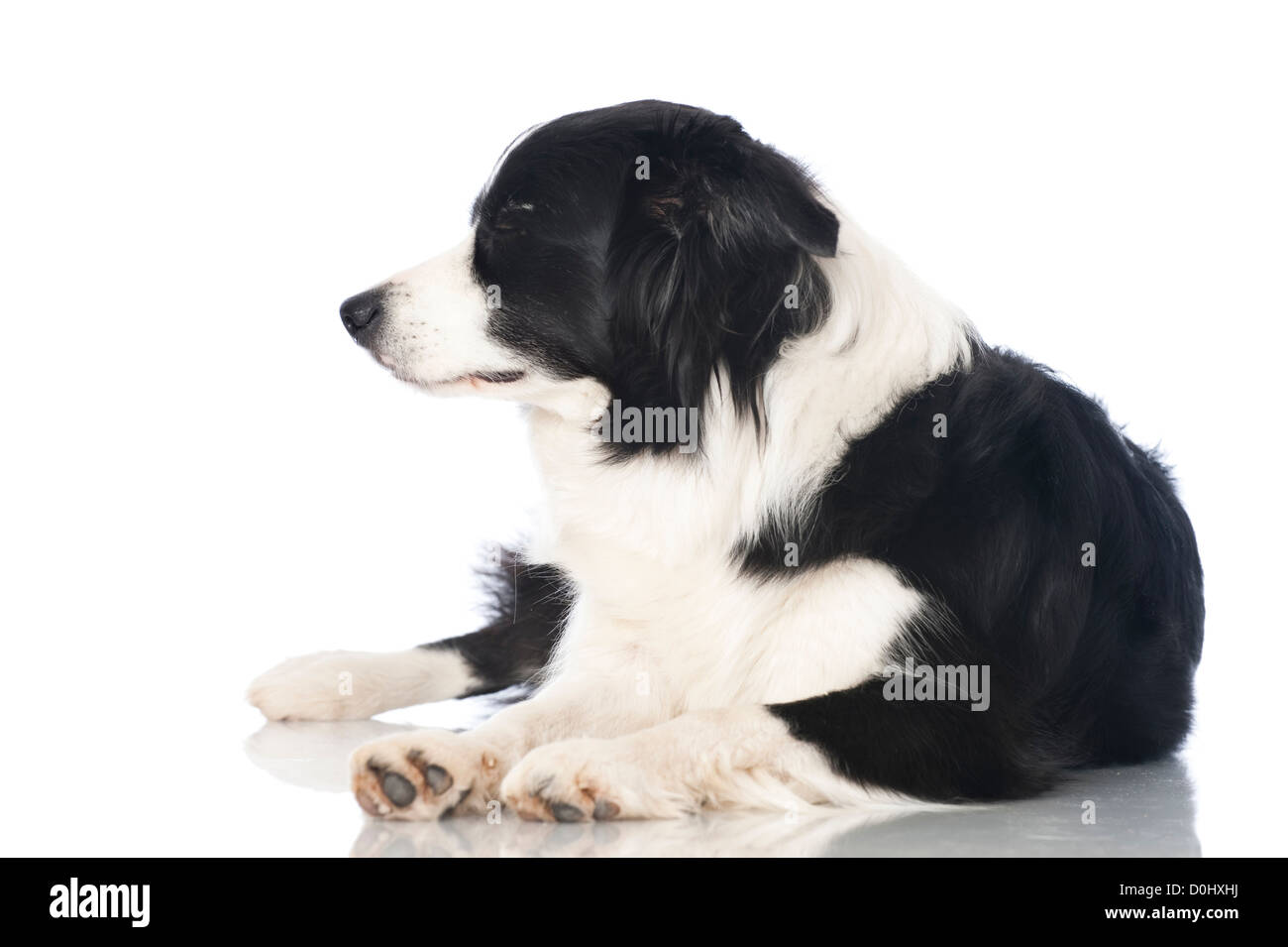 Border Collie cane isolato Foto Stock