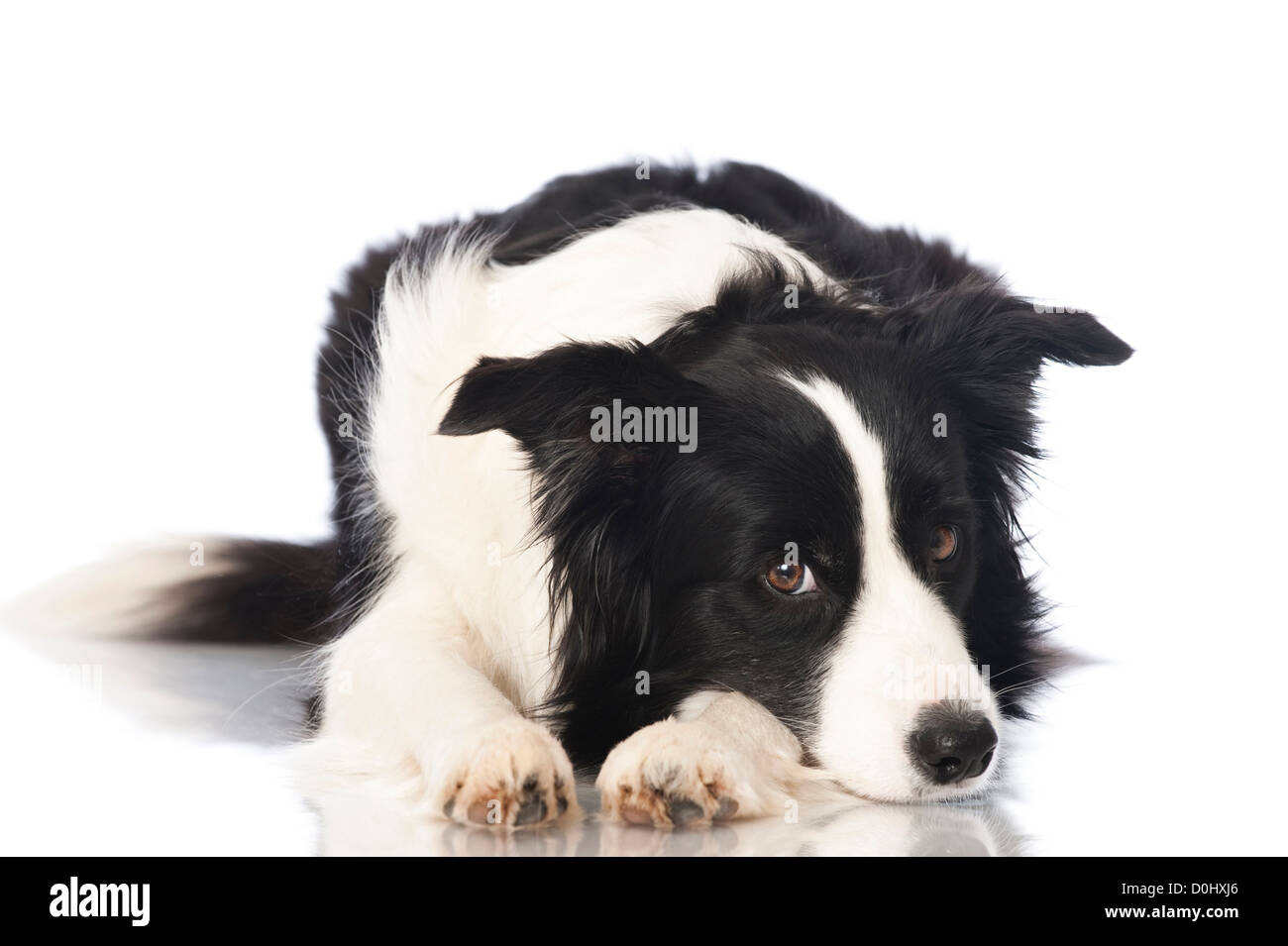 Border Collie cane isolato Foto Stock