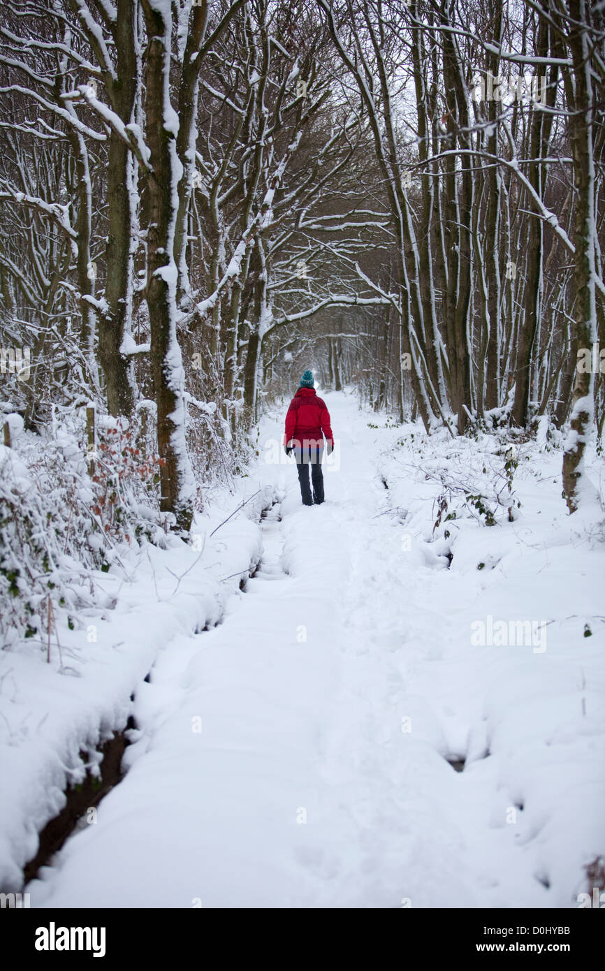 Un Walker in un rivestimento di colore rosso nel mezzo di neve fresca caduta in un bosco vicino al villaggio di Stowting nel Kent. Foto Stock