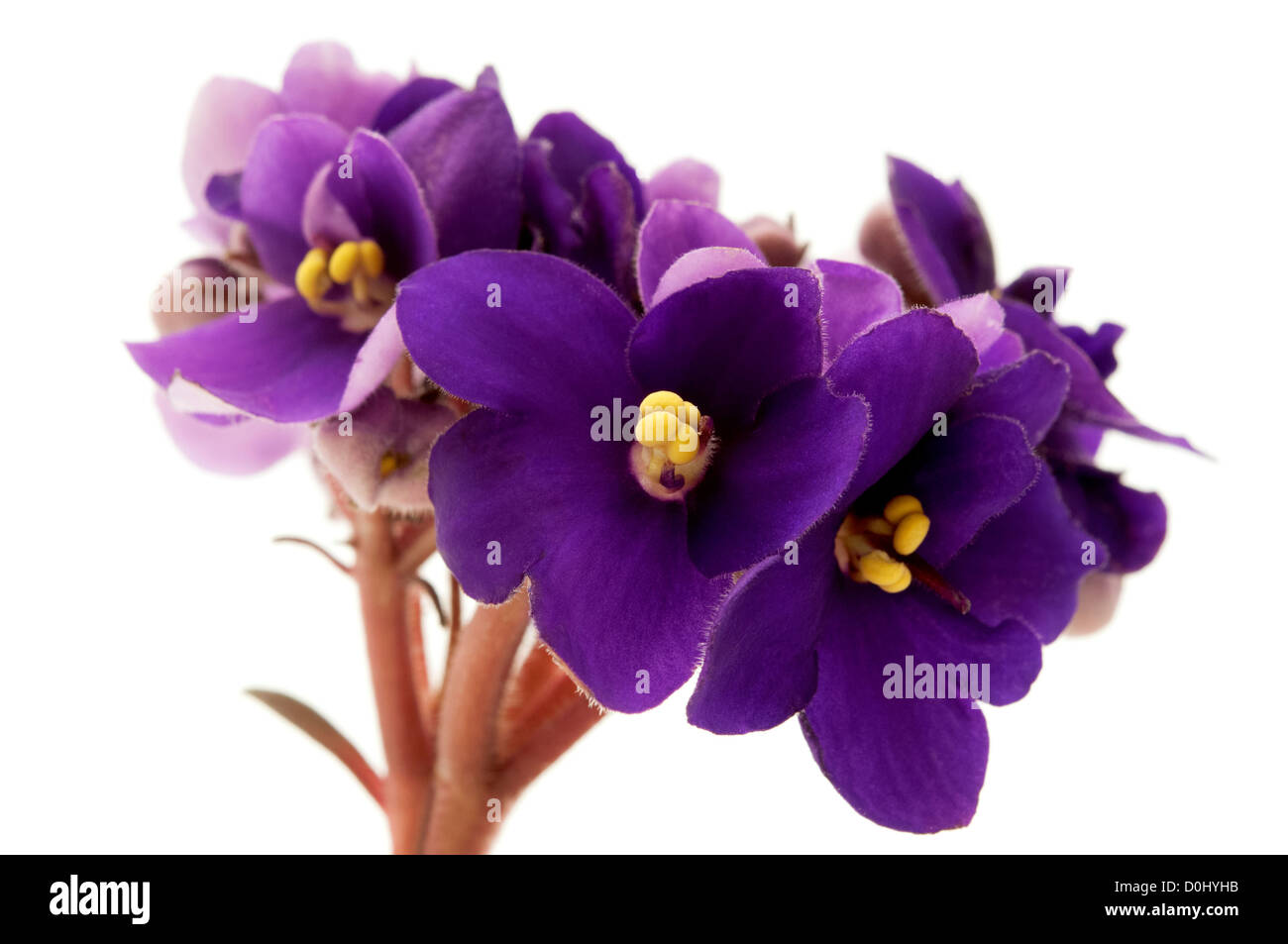 African Violet su sfondo bianco Foto Stock