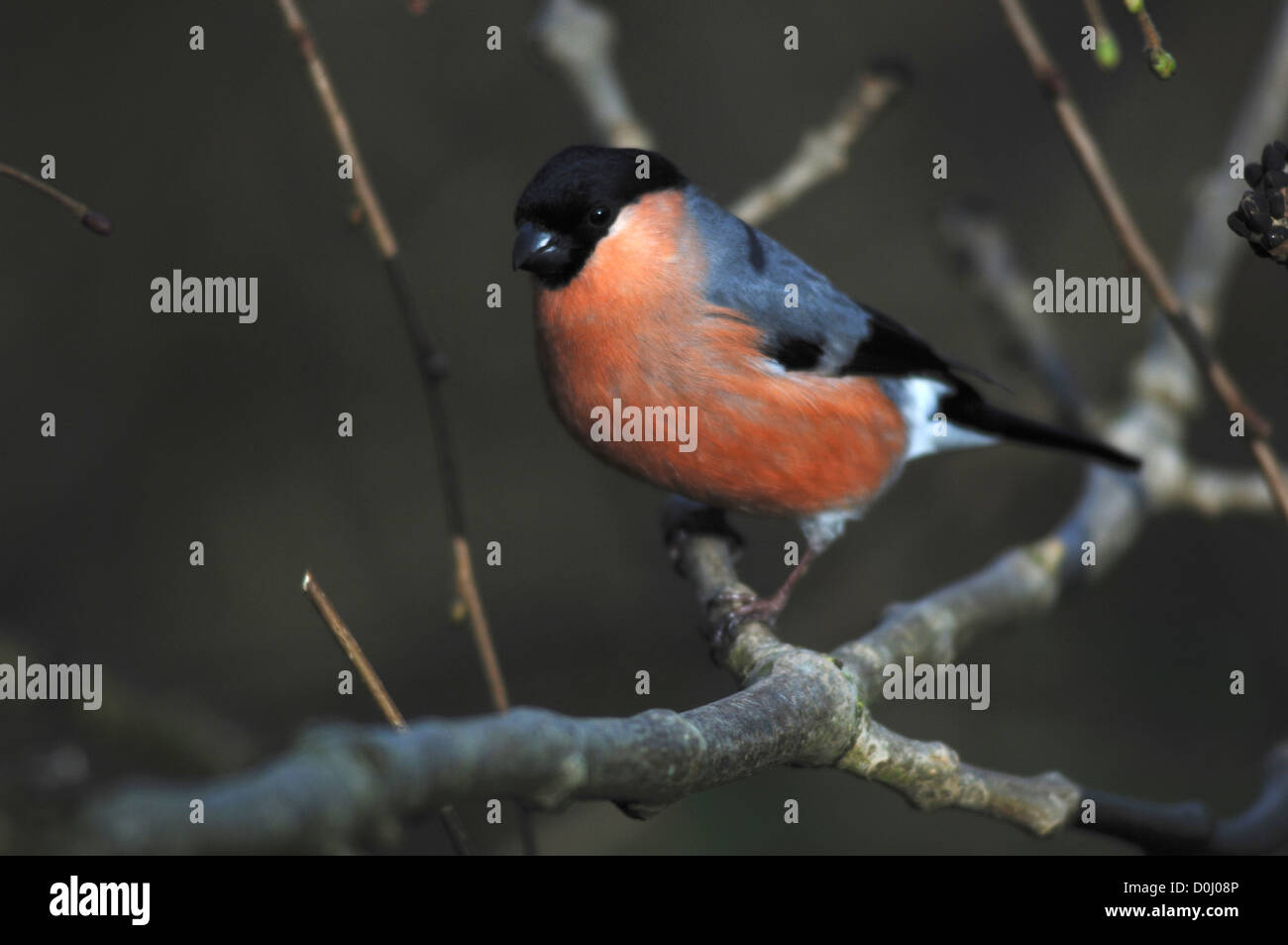 Un bullfinch in un albero REGNO UNITO Foto Stock