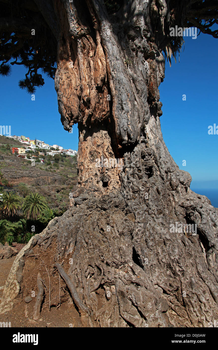 Il Millennium Isole Canarie Dragon Tree al Parque del Drago Drago (parco), Icod de los Vinos, Tenerife, Isole Canarie. Foto Stock