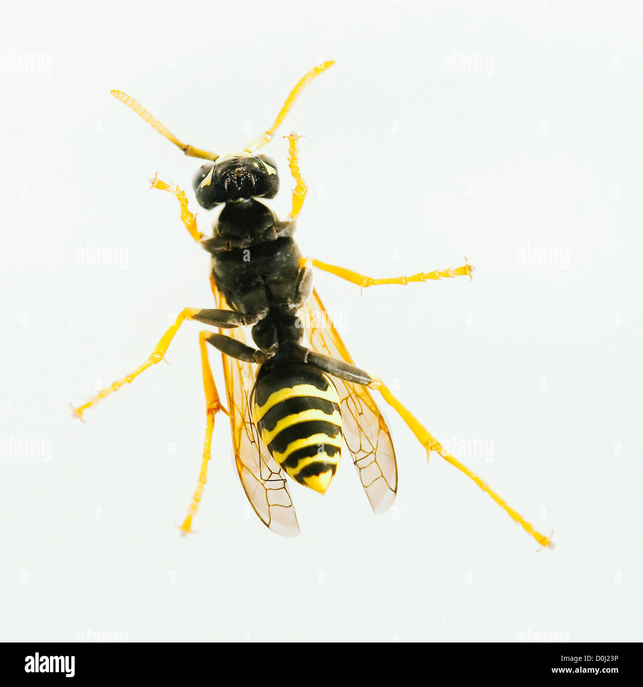 Carta Wasp da sotto Foto Stock