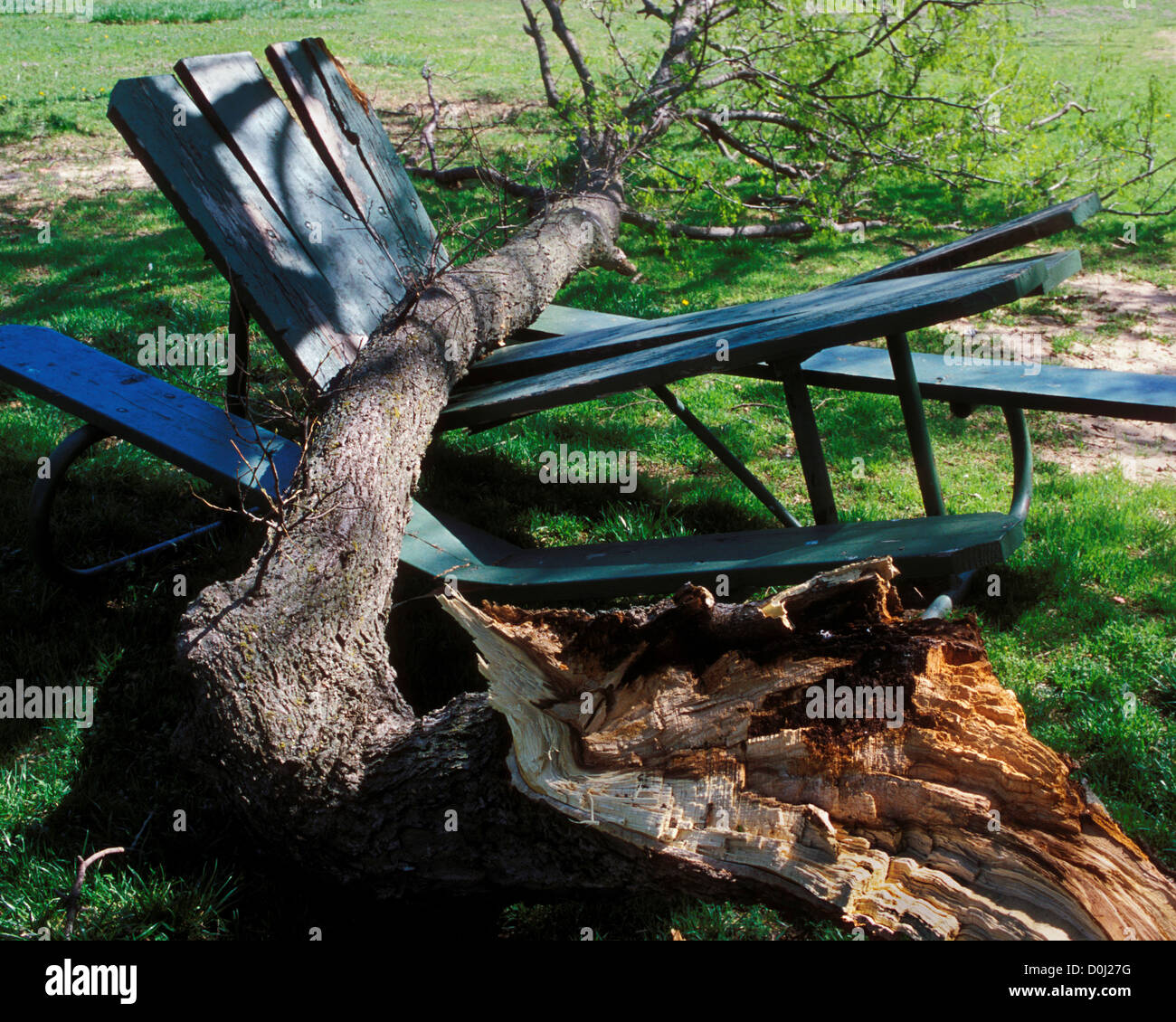 Raffiche di vento Estrarre il lembo di albero e tavolo da picnic durante una violenta tempesta Foto Stock