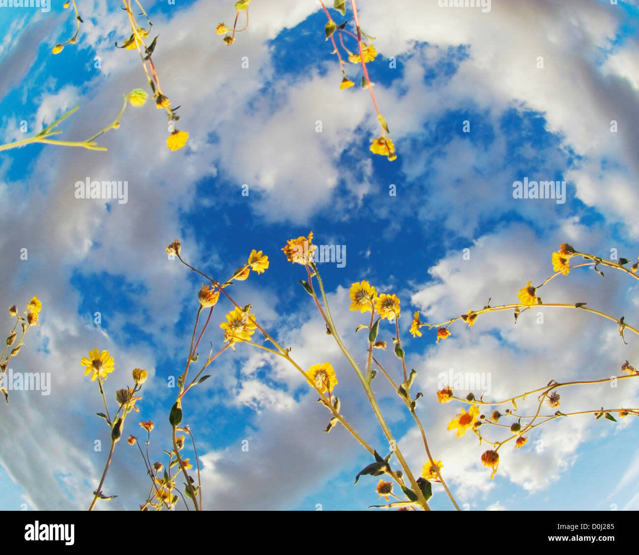 Vista di Fish Eye tra fiori selvaggi e cielo blu Foto Stock