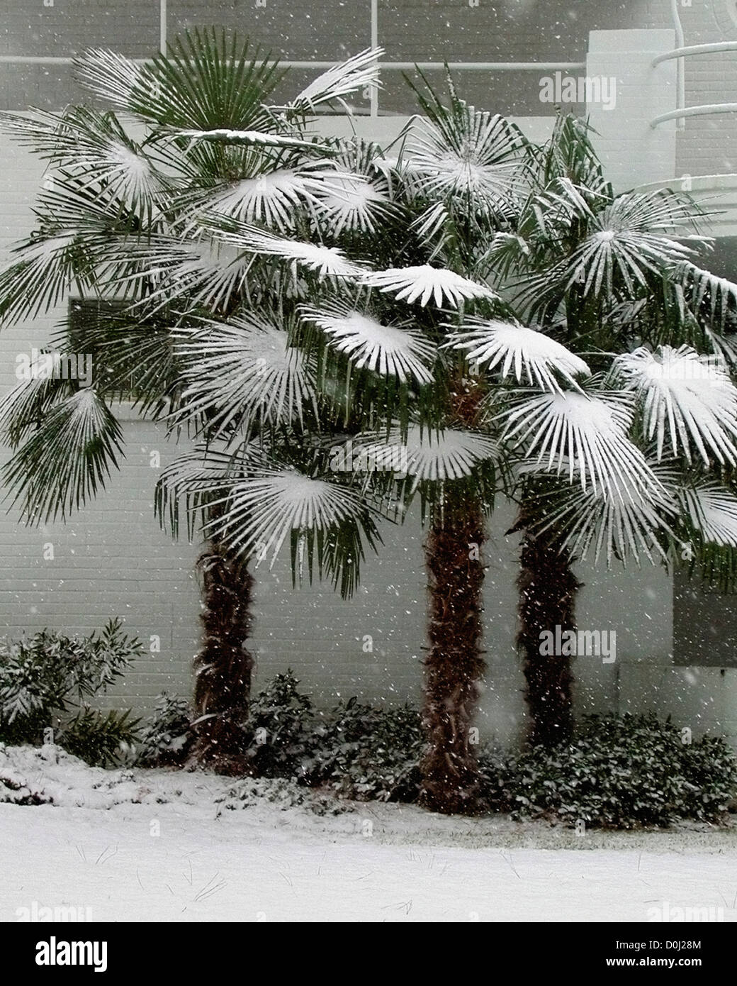 Una rara Sud della tempesta di neve di coperte di palme con la neve Foto Stock