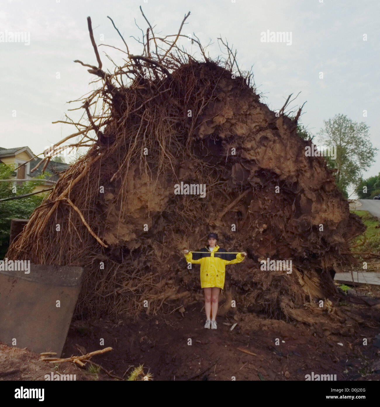 Un massiccio albero viene sradicato da un tornado mentre le case vicine sono risparmiati Foto Stock