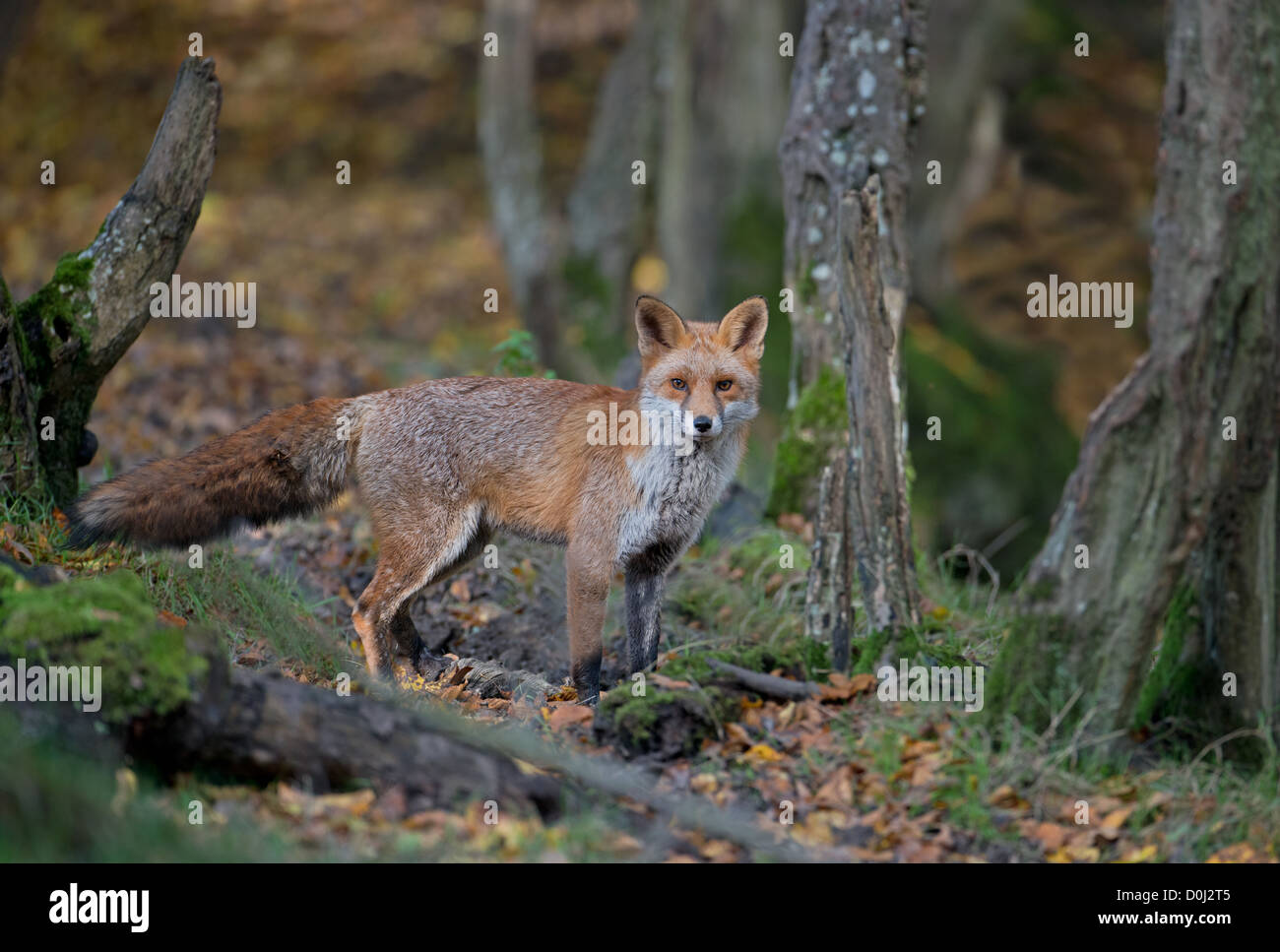 Maschio di volpe rossa Vulpes vulpes nel bosco. Regno Unito Foto Stock