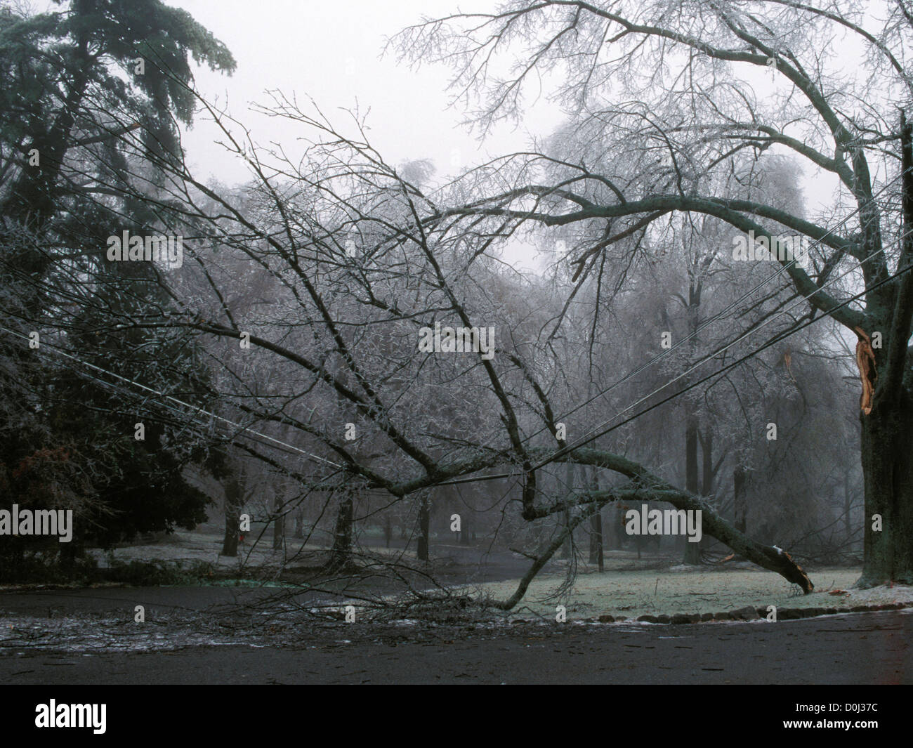Lembo di albero tira verso il basso le linee elettriche durante la Tempesta di ghiaccio Foto Stock