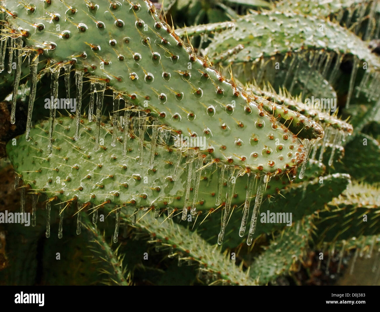 Ghiaccioli coprire un cactus Foto Stock